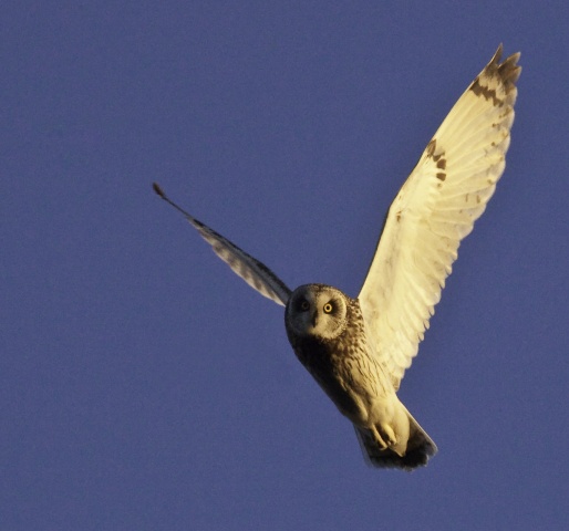 Suopöllö Suopöllö